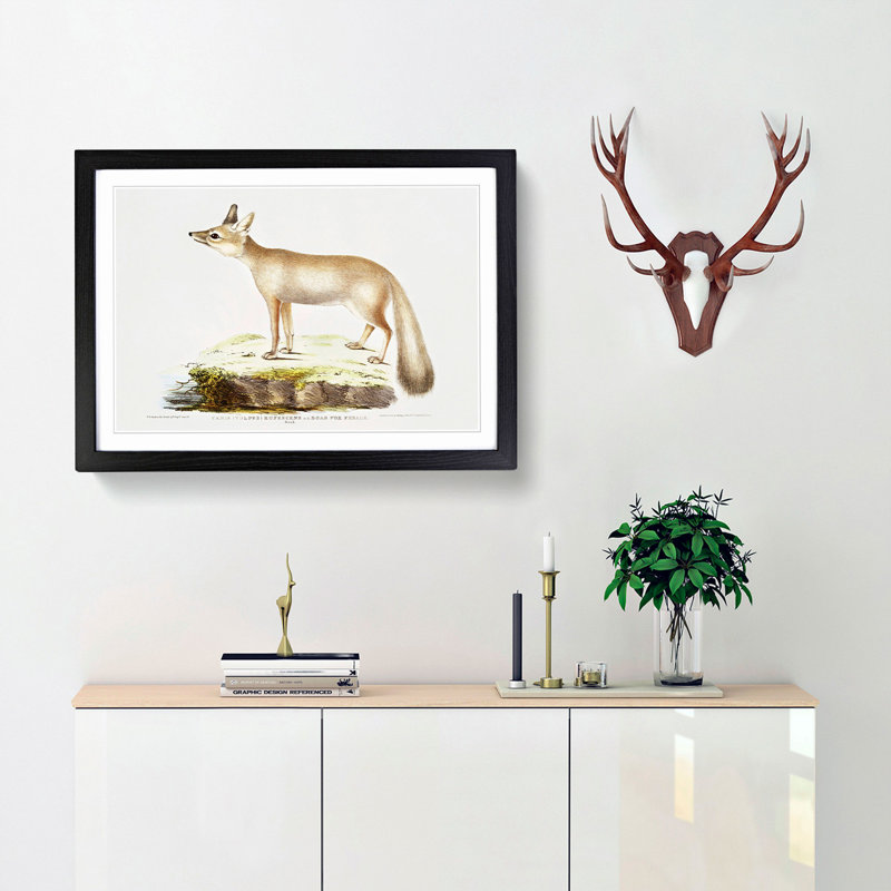 Doab Fox Illustration by John Edward Gray - Picture Frame Painting Print, 27cm H x 36cm W x 2cm D, Black Framed