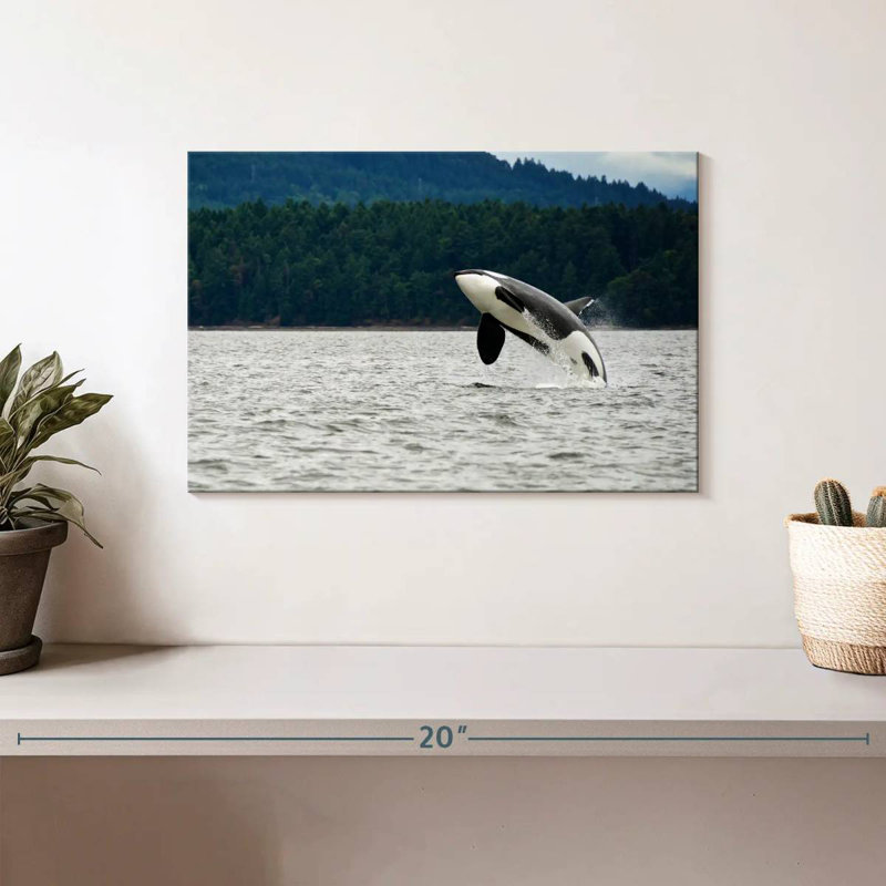 Crowle Orca Jumping, 8" H x 12" W