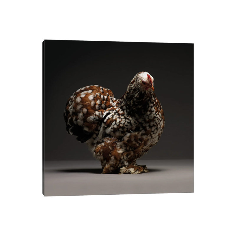 Cochin Bantam by CHICken - Wrapped Canvas Print, 66.04 cm H x 66.04 cm W x 1.91 cm D