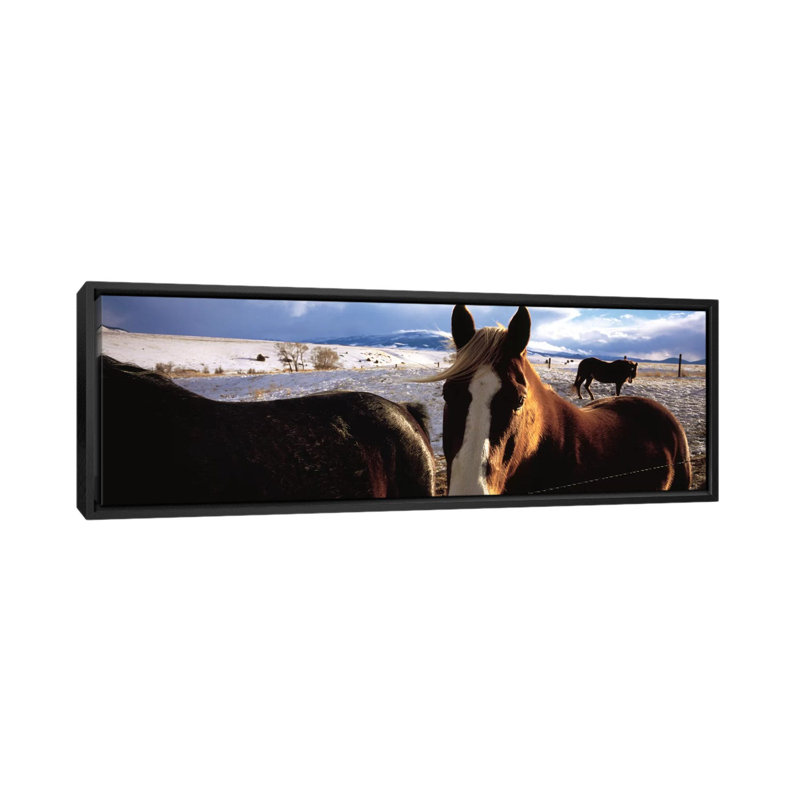«Horses in a Field, Montana», reproduction de photo sur toile, H 24 po x l 72 po x P 1,5 po, Toile avec cadre noir