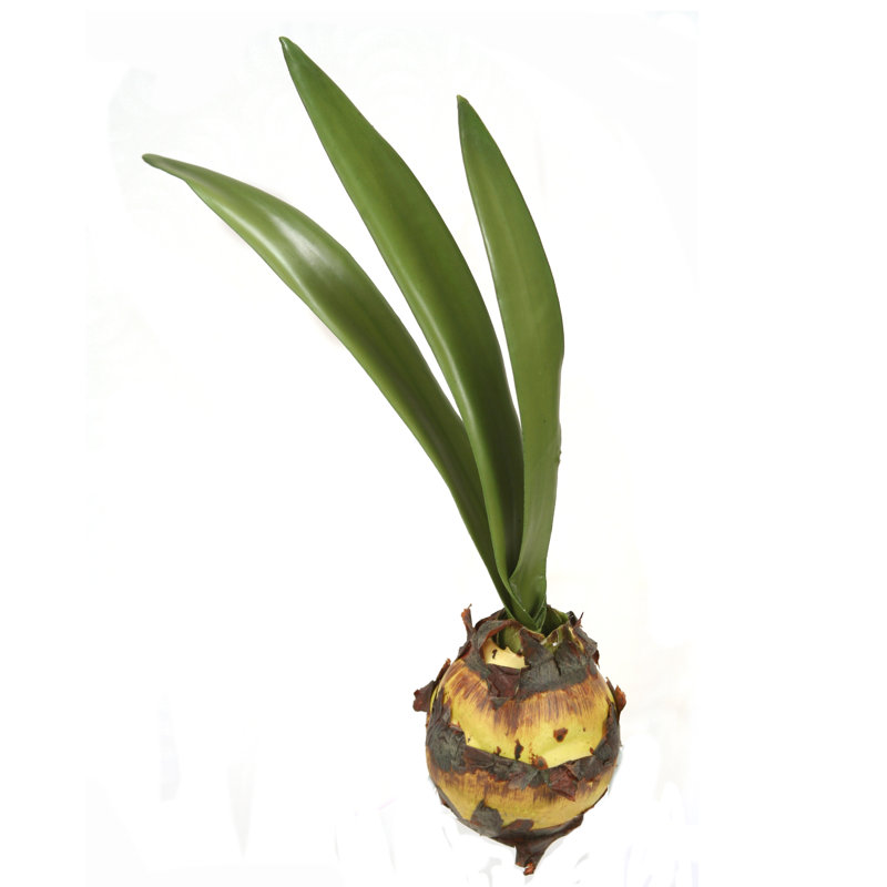Tige d'ampoule 3 feuilles Amaryllis