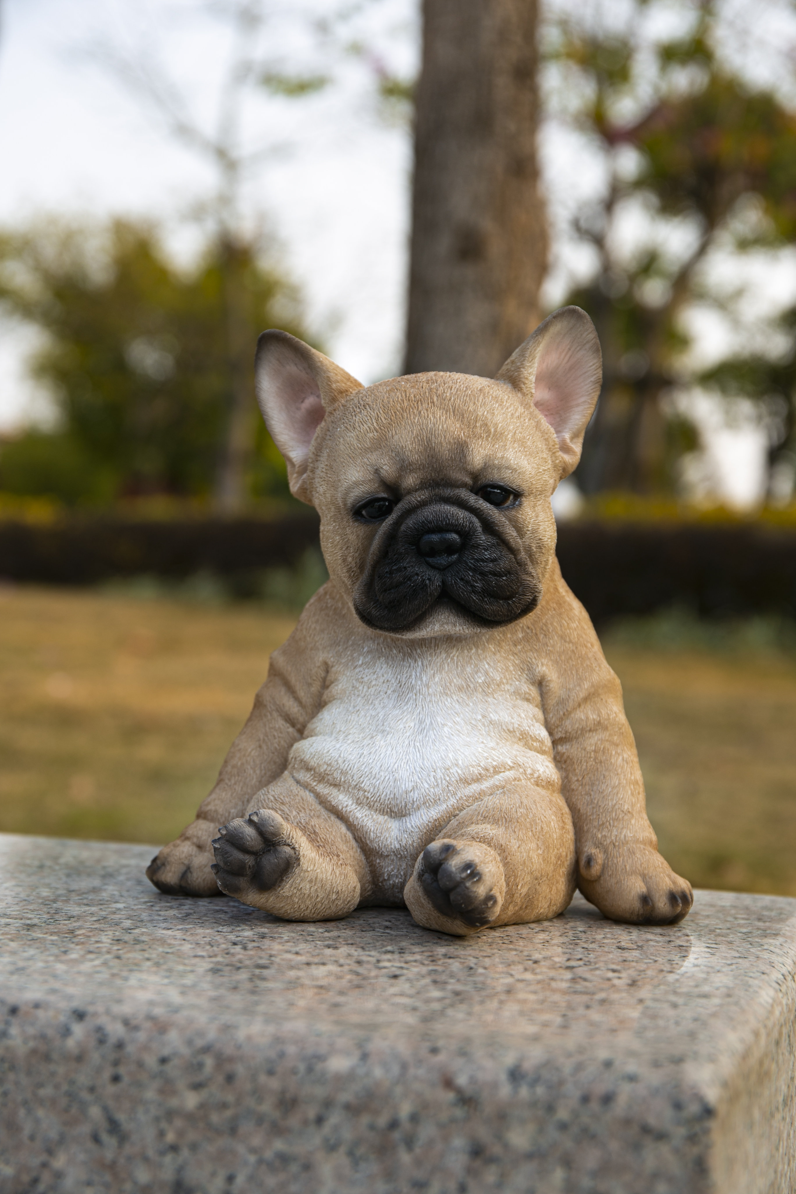 Old Mini Frenchies English Bulldog Miniature Frenchie For Sale