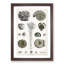 Collection of Fossils III by Oliver Goldsmith - Picture Frame Painting-57864625-57864627