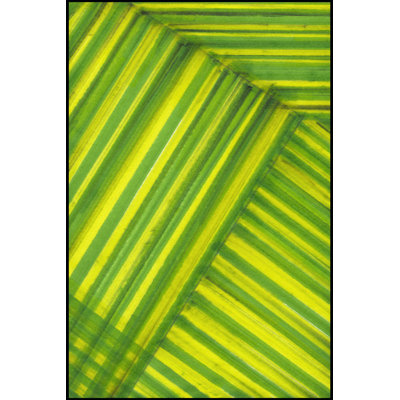 Line Study Green - Wrapped Canvas Painting