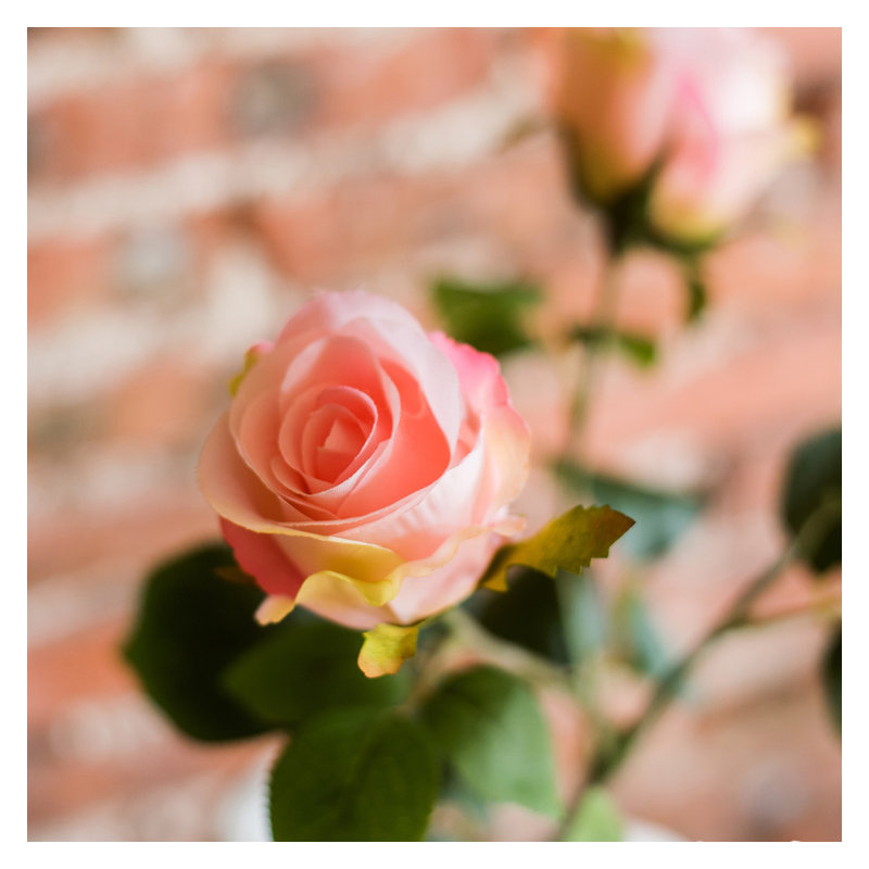Tige de rose rustique rose