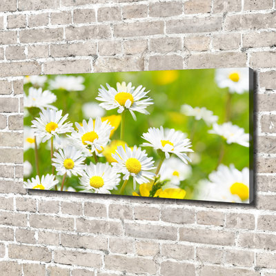 Daisies - Wrapped Canvas Print
