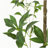 240Cmartificial Pieris Tree-2056909306
