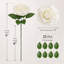 Ensemble de 25 roses artificielles en mousse ivoire avec tiges flexibles et feuillage