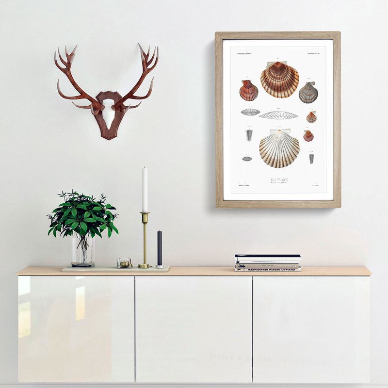 Clam Shells by A.A. Gould - Framed Print, Oak Framed, 48cm H x 36cm W x 2cm D