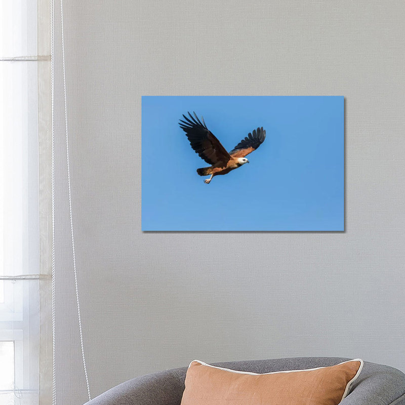 Black-Collared Hawk In Flight, Pantanal Conservation Area, Brazil by Janet Horton - Wrapped Canvas Print