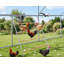 Roosting Bars / Frames