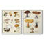 Champignon VI - reproduction encadrée de qualité supérieure - prêt à être accroché - aucun clou requis - aucun clou requis-1077715033-1077716908