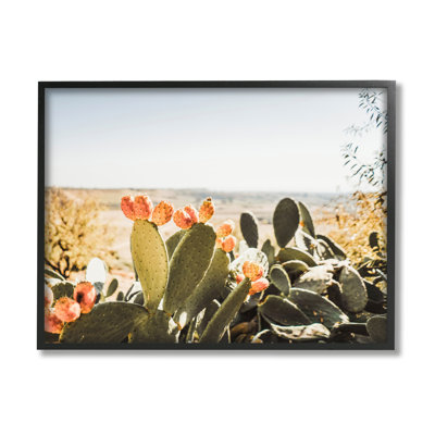 Cactus ensoleillé par Krista Broadway - photographie