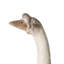 Animals Ceramic / Porcelain Garden Statue