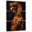 Setter irlandais Brampt-108663699