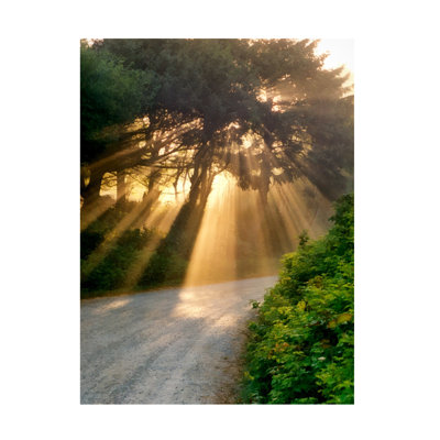Art mural sur toile tendue - "Sunlight Through Trees" de Michelle Calkins pour décoration de salon, de chambre à coucher ou de bureau - 35 x 47