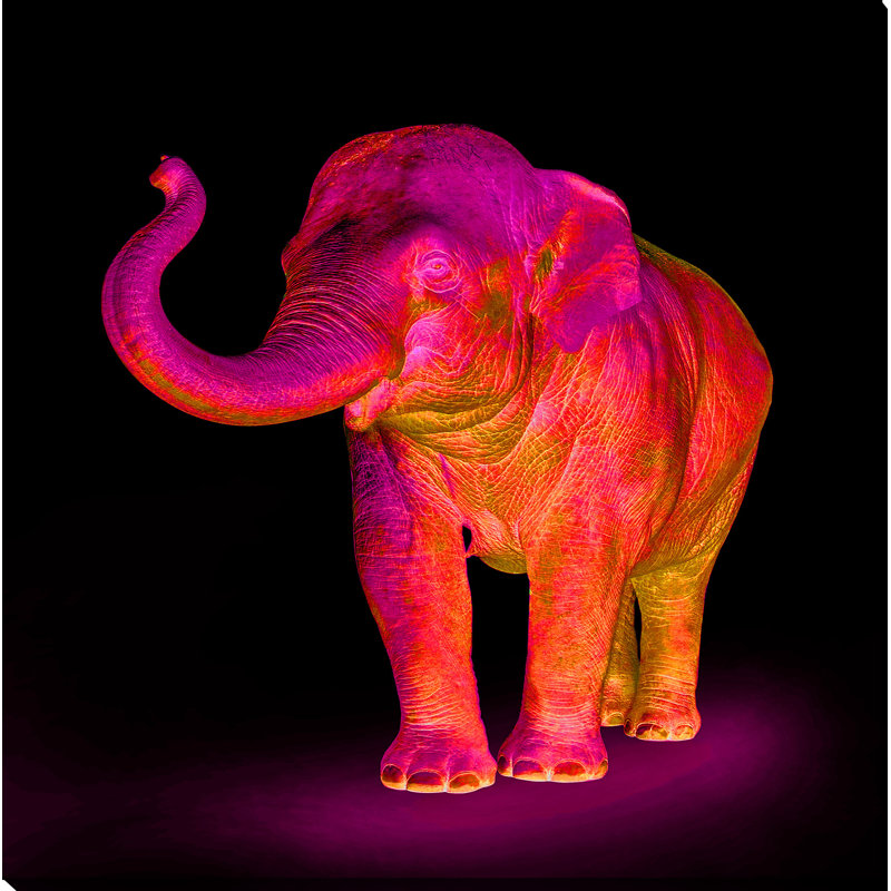 «Neon Elephant 1», impression sur toile, H 18 po x l 18 po x P 1 po, Toile tendue