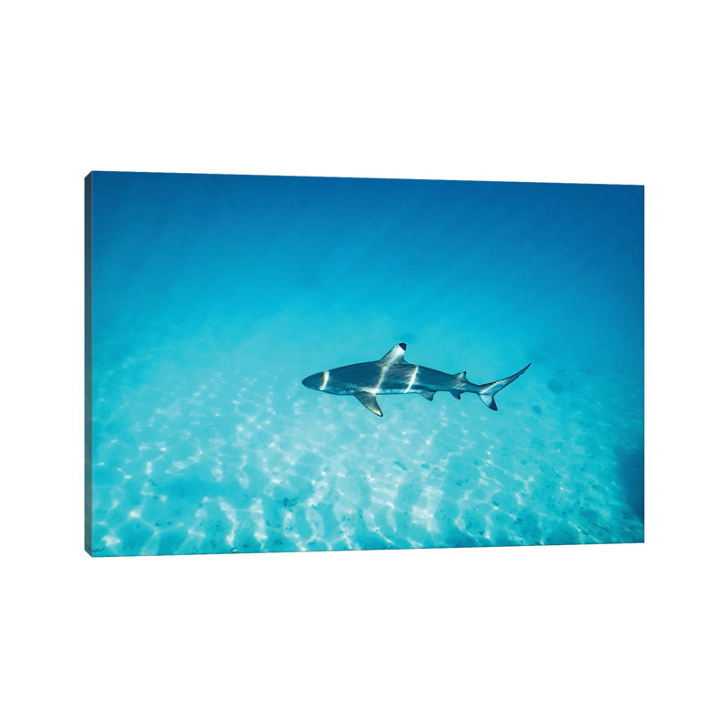 " Sun Rays Reef Shark " by James Vodicka, 12" H x 18" W x 1.5" D