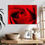 Harnek, gros plan d'une rose rouge-108730490
