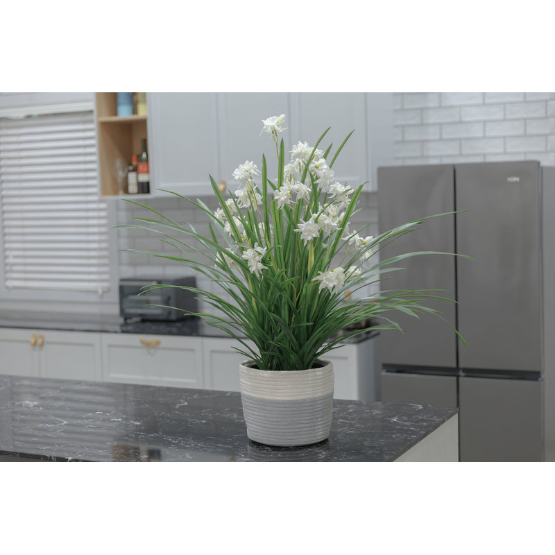 34 po Fausse citronnelle en pot