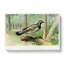 Spruce Grouse by J.L. Ridgway - Wrapped Canvas-55318760
