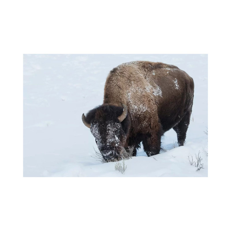 Bison Bull Foraging In Deep Snow by Ken Archer - Gallery-Wrapped Canvas Giclée on Canvas, Canvas, 20.32 cm H x 30.48 cm W