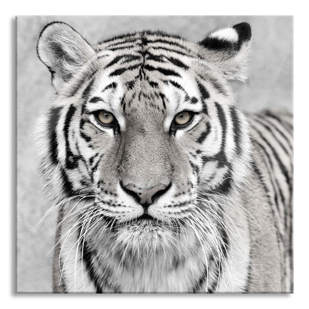 Glasbild Graceful Tiger