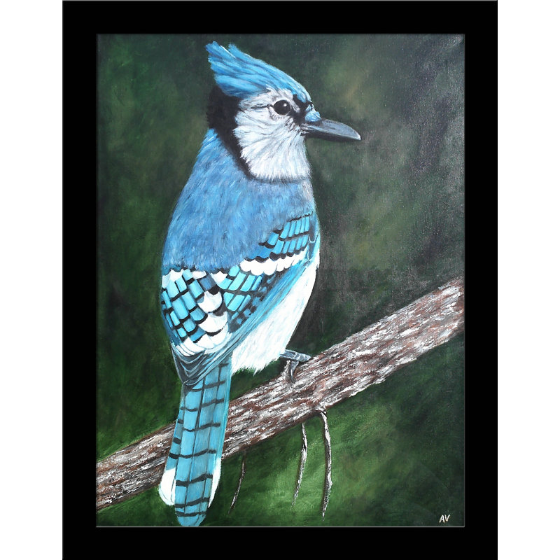 «Blue Jay» par Amy Valiante - reproduction d'art, Papier encadré noir, Aucun mat, H 15 po x l 12 po x P 2 po