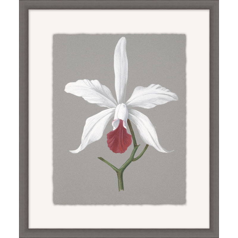 Orchid Study 4 Painting