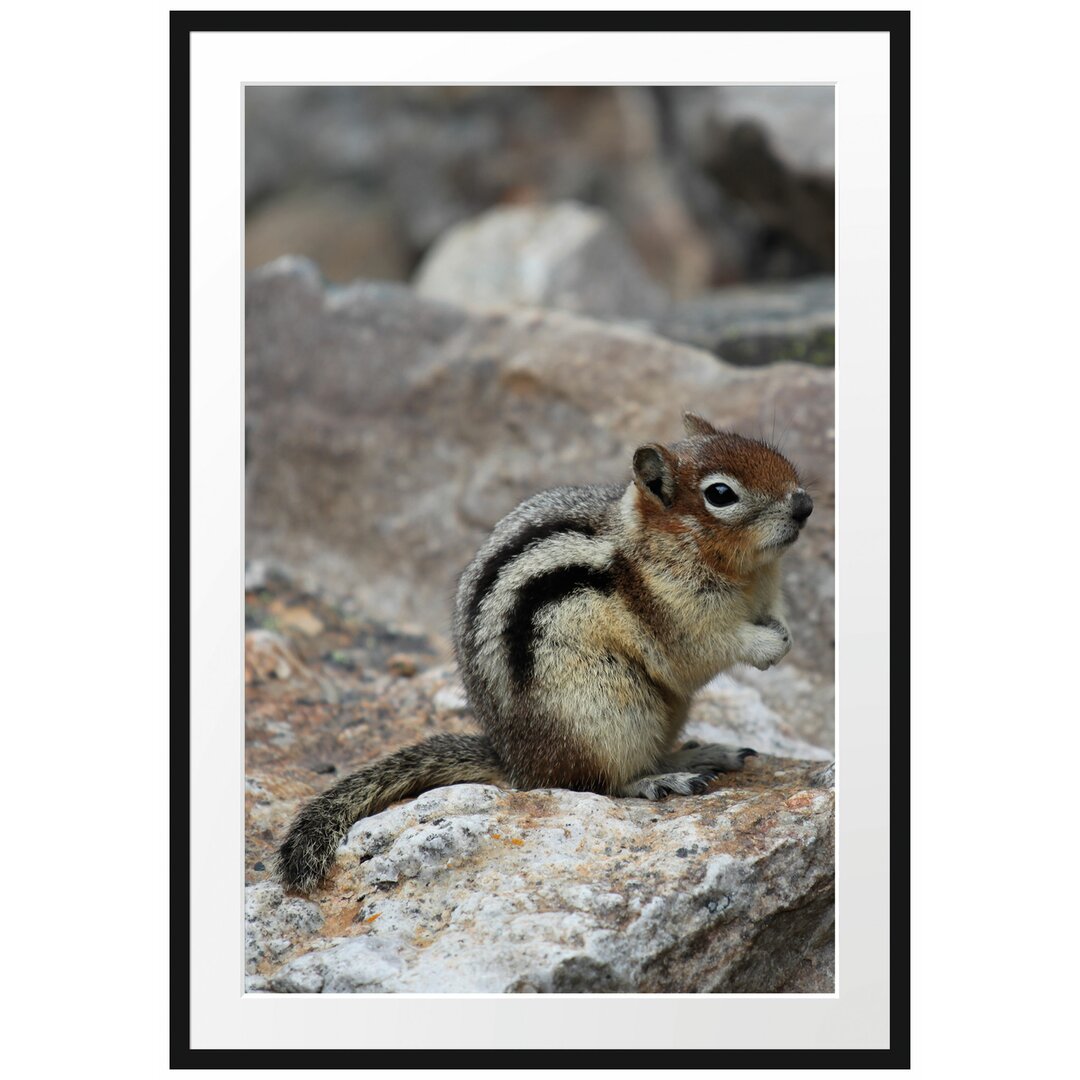 Gerahmtes Poster Schüchternes Streifenhörnchen