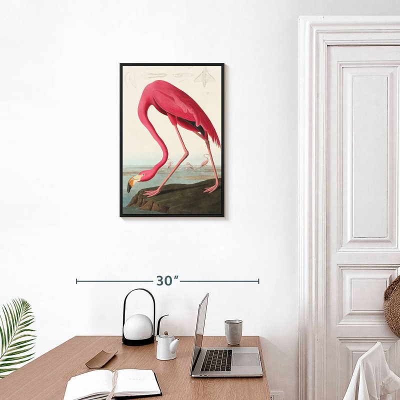 Flamant américain, Cadre flottant noir, 17 po x 25 po