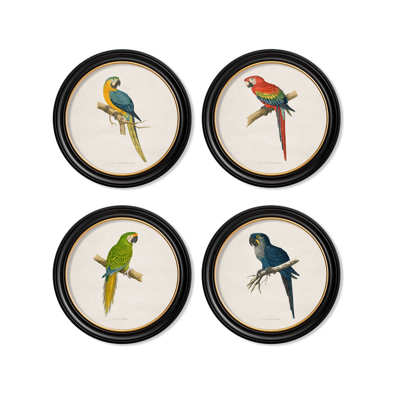 Red & Blue Macaw by Mid-1800s - Single Picture Frame Print on Archival Matt 230gsm Paper, Beige