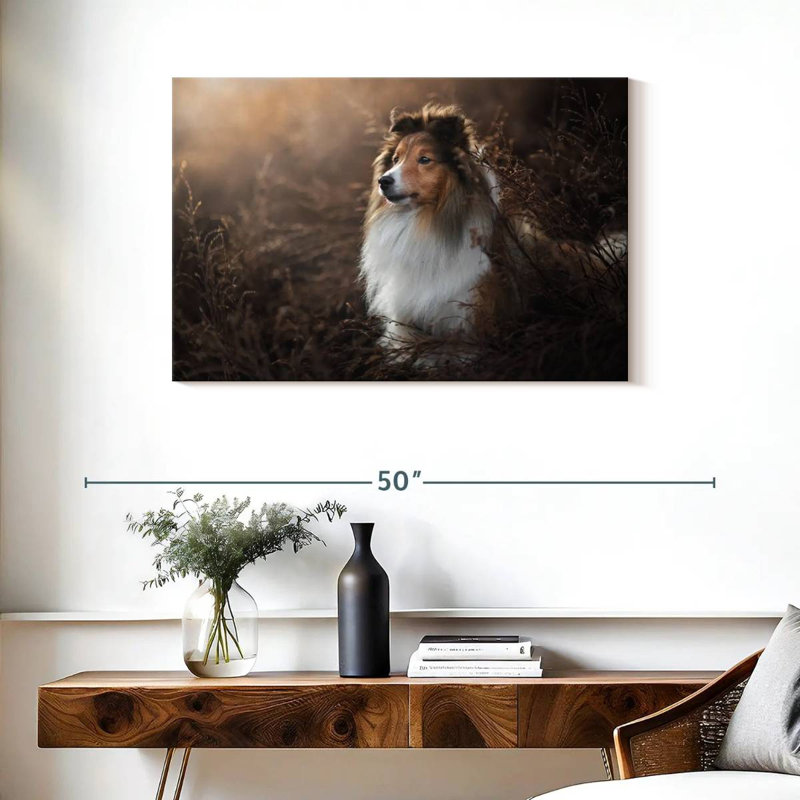 Bramelt, magnifique sheltie, H 24 po x l 36 po