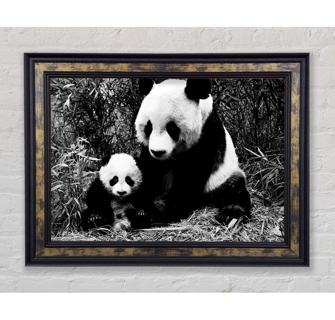 Panda Mutter und Baby - Einzelner Bilderrahmen Kunstdrucke