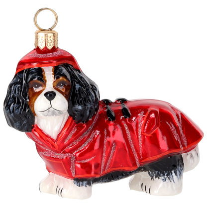 Cavalier King Tri Color in rain coat and hood