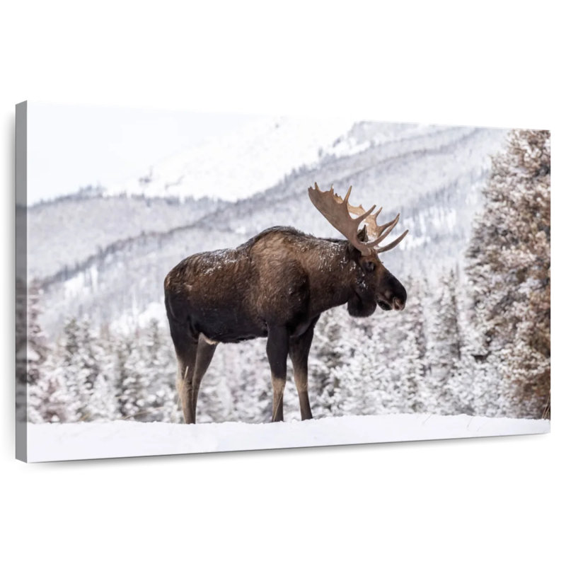 Snowy Moose, 24" H x 36" W