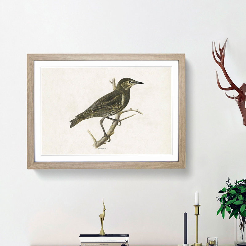 Starling by Von Wright - Framed Print, 48cm H x 65cm W x 2cm D, Oak Framed