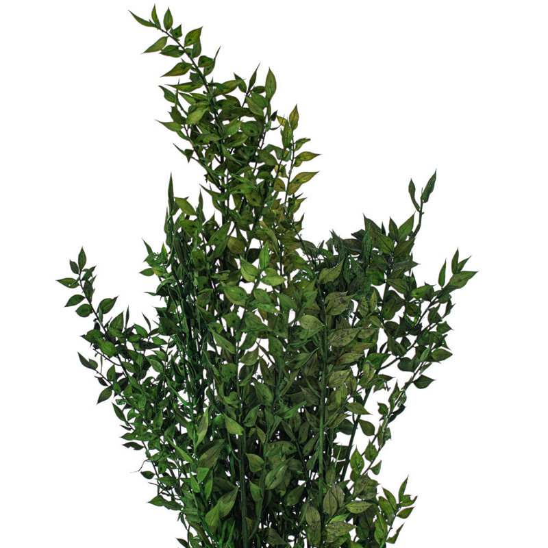 Faux Ruscus Plant