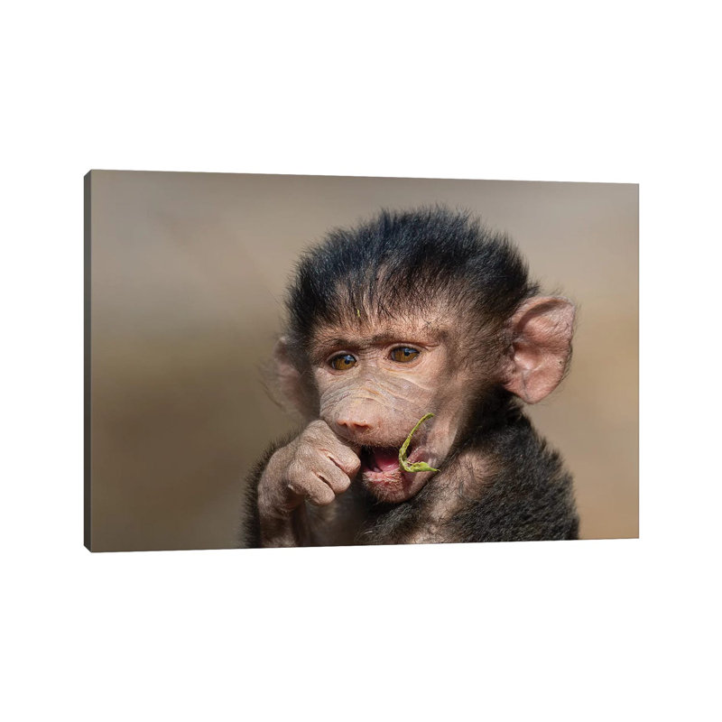 «Baboon Baby I» par Mogens Trolle - photographie sur toile tendue, H 8 po x l 12 po x P 0,75 po