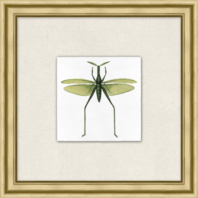 Flying Specimen 1 Print by Lillian August