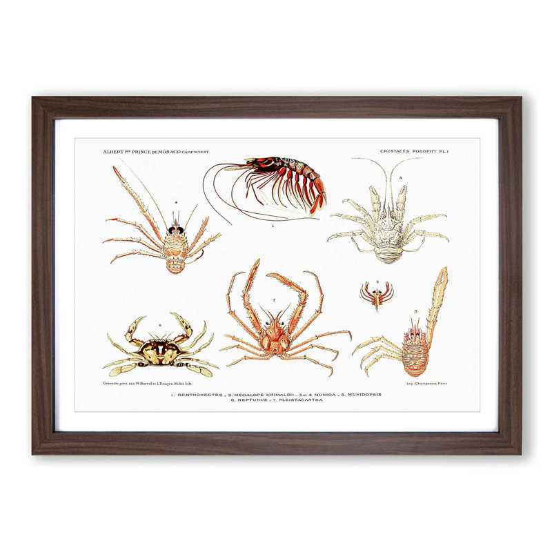 Crabs & Shrimps by Albert I - Picture Frame Painting Print, Walnut Framed, 27cm H x 36cm W x 2cm D