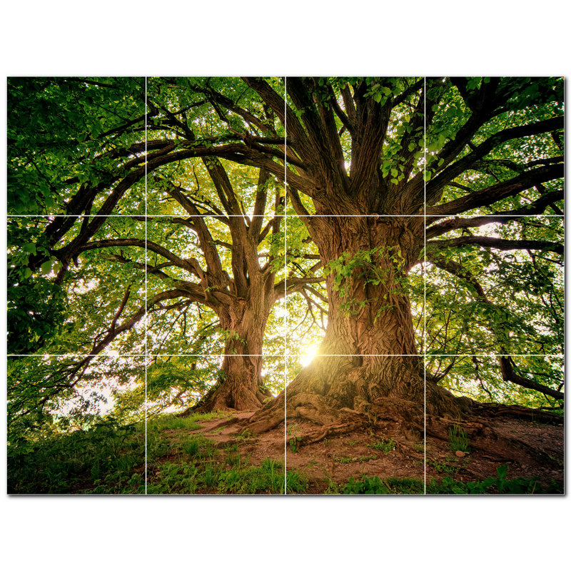 Photo d'arbres 6 x 6