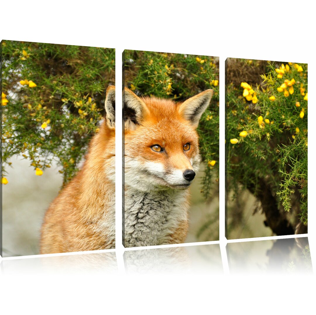 3-tlg. Leinwandbilder-Set „Aufschauender Fuchs“, Fotodruck