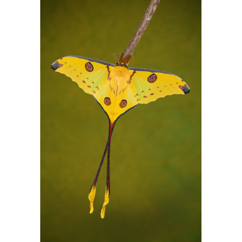 Comet Moth by Faunuslsd - Wrapped Canvas Print, 46cm H x 30cm W x 3.8cm D