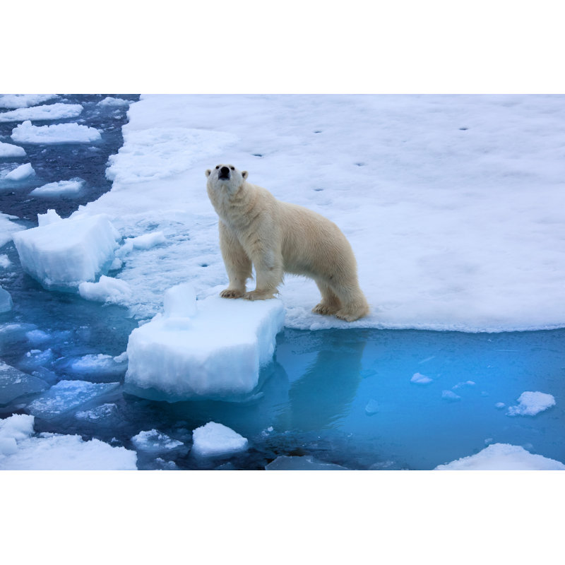 Polar Bear Standing On Ice by SeppFriedhuber - No Frame Art Prints on Canvas, 20cm H x 30cm W