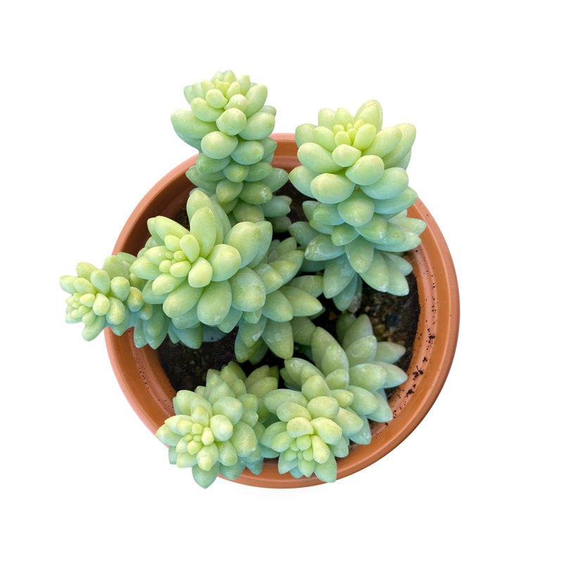 The Next Gardener Live Succulent Plant Low Maintenance Plant in Rattan Resin Planter