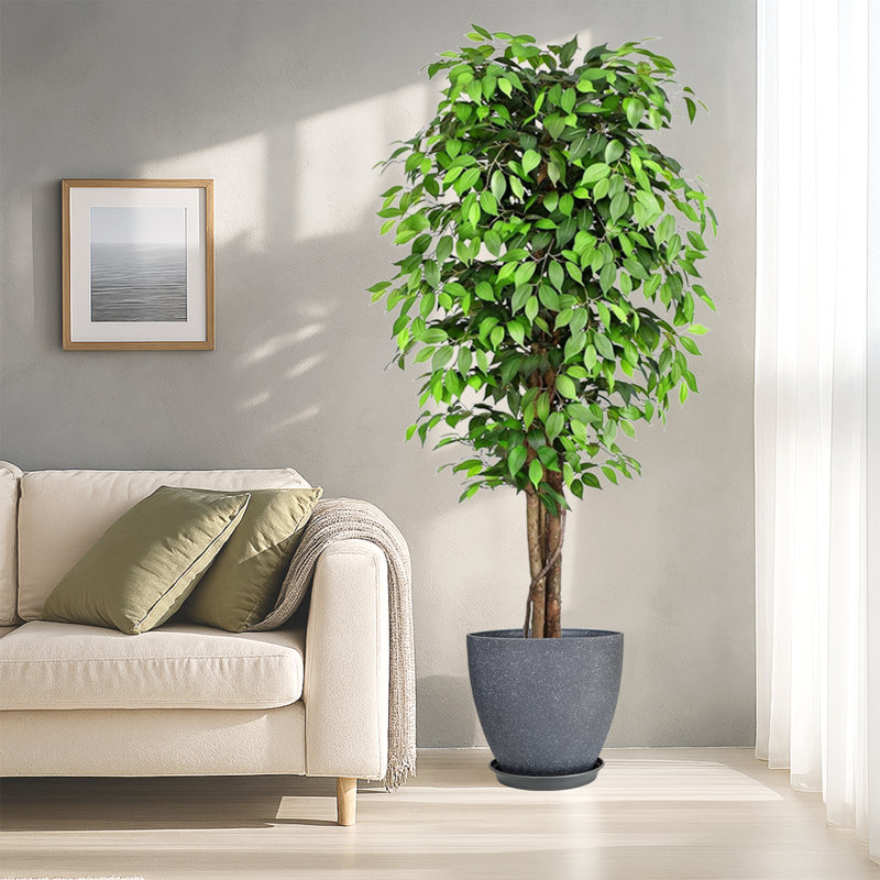 Pots à plantes ronds artificiels avec plateau en ficus artificiel et résine, Gris foncé, H 19,69 po x l 59,06 po x P 19,69 po