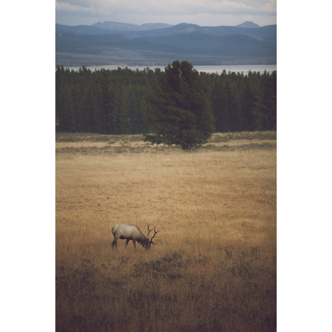 Lone Elk At Dusk von grapher - Leinwandbild