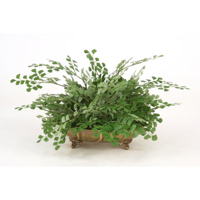 Plante de bureau en pots de jeune fille