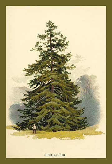 « épicéa sapin tree » par w.h.j. boot, impression